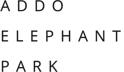addo-elephant-title
